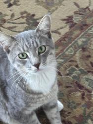 Found/Stray Male Cat last seen Alhambra, Sacramento, CA 95816