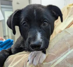 Shelter Stray Female Dog last seen , 4000 N Silverbell Rd, Tucson, AZ 85745, USA