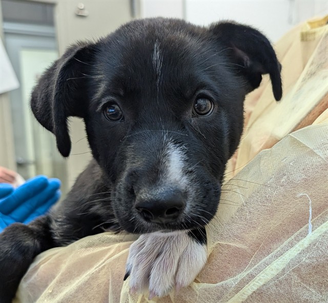 Shelter Stray Female Dog last seen , 4000 N Silverbell Rd, Tucson, AZ 85745, USA