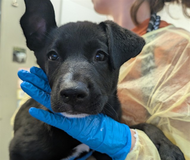 Shelter Stray Female Dog last seen , 4000 N Silverbell Rd, Tucson, AZ 85745, USA