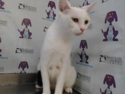 Shelter Stray Female Cat last seen , 2769 Conroy Rd, Orlando, FL 32839, USA