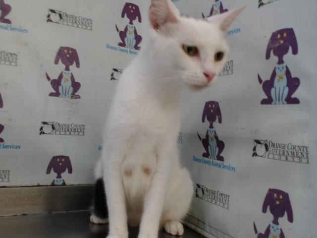 Shelter Stray Female Cat last seen , 2769 Conroy Rd, Orlando, FL 32839, USA