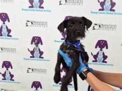 Shelter Stray Female Dog last seen , 2769 Conroy Rd, Orlando, FL 32839, USA