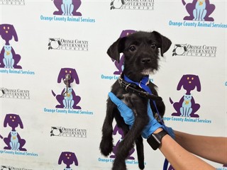 Shelter Stray Female Dog last seen , 2769 Conroy Rd, Orlando, FL 32839, USA