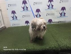 Shelter Stray Male Dog last seen , 2769 Conroy Rd, Orlando, FL 32839, USA