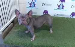 Shelter Stray Female Dog last seen , 2769 Conroy Rd, Orlando, FL 32839, USA