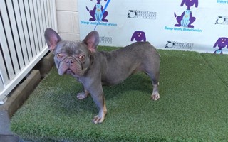 Shelter Stray Female Dog last seen , 2769 Conroy Rd, Orlando, FL 32839, USA