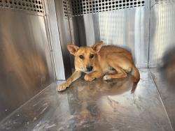 Shelter Stray Female Dog last seen 299TH AVE AND PATTON RD, 1920 S Lewis, Mesa, AZ 85210, USA