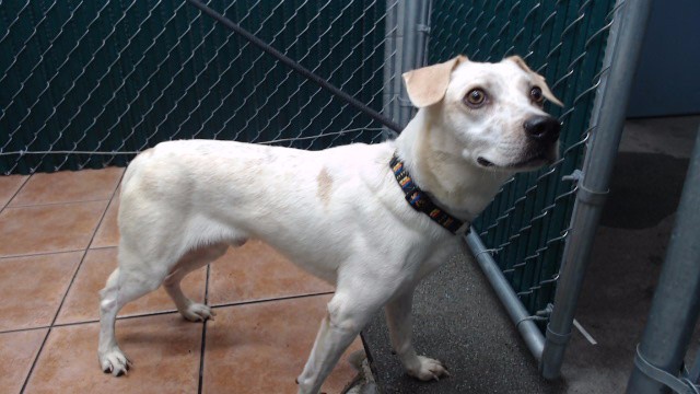Shelter Stray Male Dog last seen , 11258 Garfield Ave, Downey, CA 90242, USA