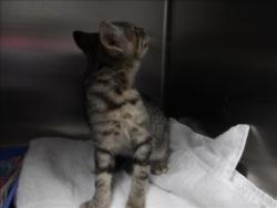 Shelter Stray Female Cat last seen , 11361 W Pico Blvd, Los Angeles, CA 90064, USA