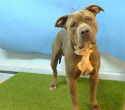 Shelter Stray Male Dog last seen , 216 W Victoria St, Gardena, CA 90248, USA