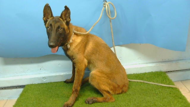 Shelter Stray Male Dog last seen , 216 W Victoria St, Gardena, CA 90248, USA