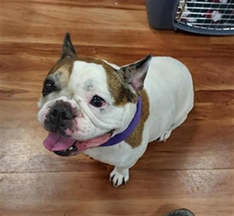 Shelter Stray Female Dog last seen WATERMAN RD / BOND RD, 9150 Union Park Way, Elk Grove, CA 95624, USA
