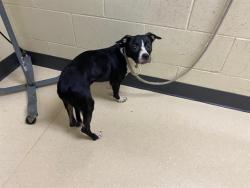 Shelter Stray Female Dog last seen , 3839 W Burnham St, West Milwaukee, WI 53215, USA