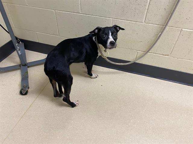 Shelter Stray Female Dog last seen , 3839 W Burnham St, West Milwaukee, WI 53215, USA