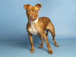 Shelter Stray Female Dog last seen Near BLOCK 25TH ST AND MONROE, 5501 E Van Buren St, Phoenix, AZ 85008, USA