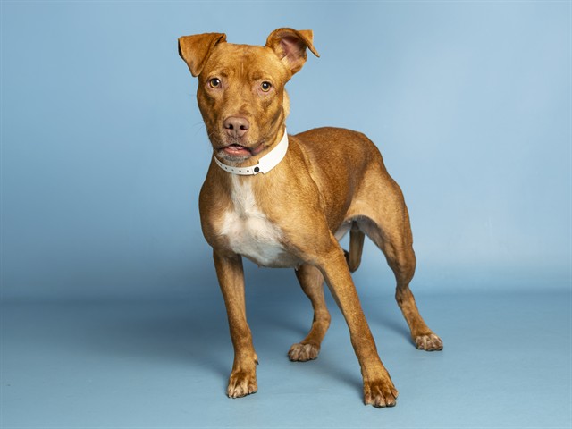 Shelter Stray Female Dog last seen Near BLOCK 25TH ST AND MONROE, 5501 E Van Buren St, Phoenix, AZ 85008, USA