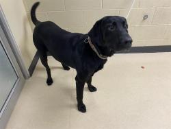Shelter Stray Male Dog last seen , 3839 W Burnham St, West Milwaukee, WI 53215, USA