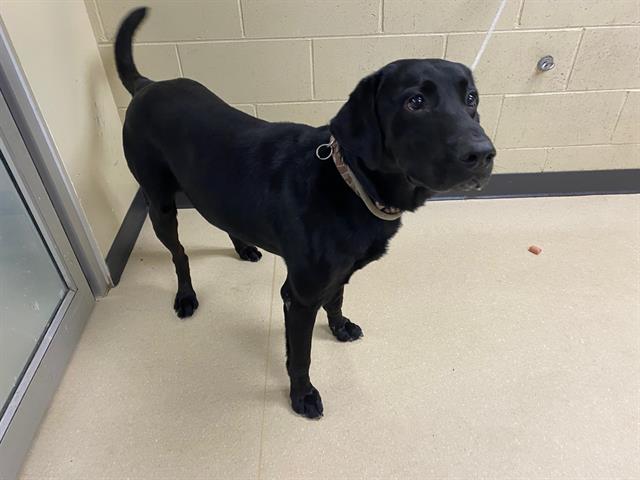 Shelter Stray Male Dog last seen , 3839 W Burnham St, West Milwaukee, WI 53215, USA