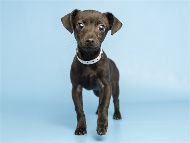 Shelter Stray Male Dog last seen , 5501 E Van Buren St, Phoenix, AZ 85008, USA