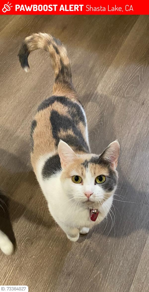 Lost Female Cat last seen Kingdom Hall of Jehovah's Witnesses, Shasta Lake, CA 96019