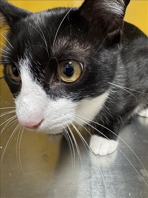 Shelter Stray Female Cat last seen , 3201 Lacy St, Los Angeles, CA 90031, USA