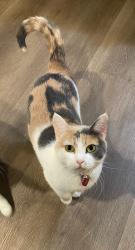 Lost Female Cat last seen Kingdom Hall of Jehovah's Witnesses, Shasta Lake, CA 96019