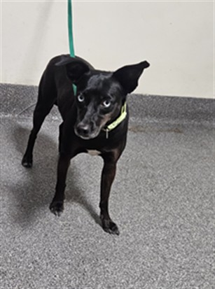 Shelter Stray Female Dog last seen , 3201 Lacy St, Los Angeles, CA 90031, USA