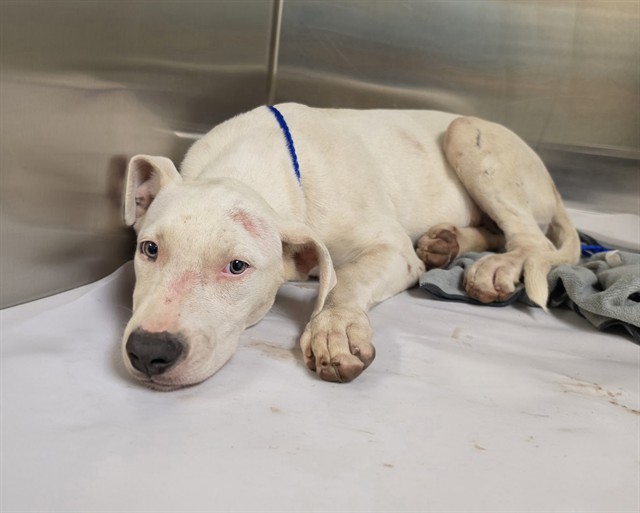Shelter Stray Male Dog last seen Near BLOCK SW 209 AVE, 3599 NW 79th Ave, Doral, FL 33122, USA
