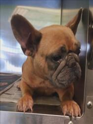 Shelter Stray Female Dog last seen , 1850 W 60th St, Los Angeles, CA 90047, USA