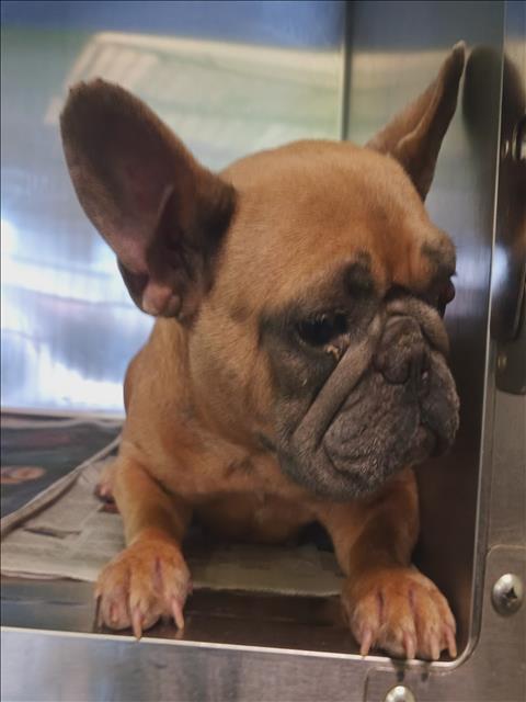 Shelter Stray Female Dog last seen , 1850 W 60th St, Los Angeles, CA 90047, USA