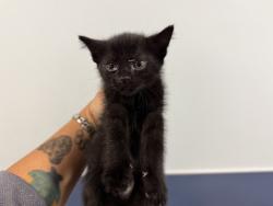 Shelter Stray Female Cat last seen Near BLOCK NW 93 ST, 3599 NW 79th Ave, Doral, FL 33122, USA