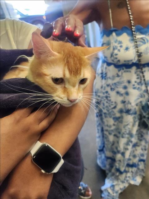 Shelter Stray Male Cat last seen , 1850 W 60th St, Los Angeles, CA 90047, USA