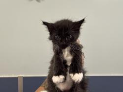Shelter Stray Male Cat last seen Near BLOCK NW 93 ST, 3599 NW 79th Ave, Doral, FL 33122, USA