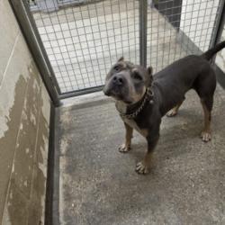 Shelter Stray Male Dog last seen , 1850 W 60th St, Los Angeles, CA 90047, USA
