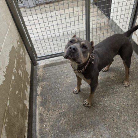 Shelter Stray Male Dog last seen , 1850 W 60th St, Los Angeles, CA 90047, USA