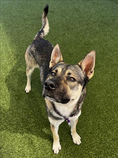 Shelter Stray Male Dog last seen , 1850 W 60th St, Los Angeles, CA 90047, USA
