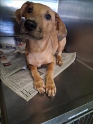 Shelter Stray Male Dog last seen , 1850 W 60th St, Los Angeles, CA 90047, USA