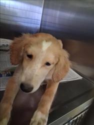 Shelter Stray Male Dog last seen , 1850 W 60th St, Los Angeles, CA 90047, USA
