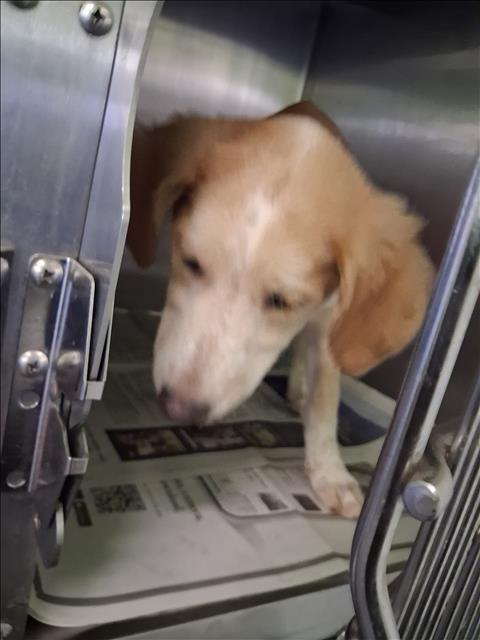 Shelter Stray Male Dog last seen , 1850 W 60th St, Los Angeles, CA 90047, USA