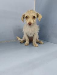 Shelter Stray Female Dog last seen Near BLOCK N LINDEN AVE, 333 Chandler Pl, San Bernardino, CA 92408, USA