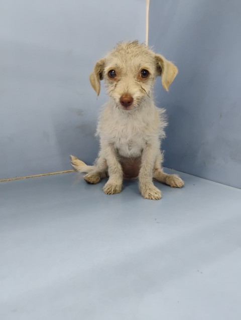 Shelter Stray Female Dog last seen Near BLOCK N LINDEN AVE, 333 Chandler Pl, San Bernardino, CA 92408, USA