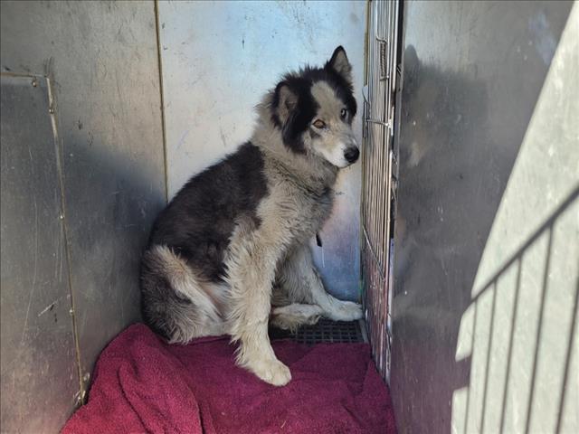 Shelter Stray Unknown Dog last seen , 1850 W 60th St, Los Angeles, CA 90047, USA