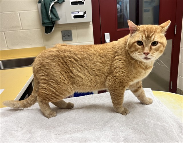 Shelter Stray Male Cat last seen Near BLOCK W COLORADO AVE, COLORADO SPRINGS CO 80905, 610 Abbot Ln, Colorado Springs, CO 80905, USA