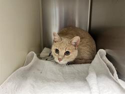 Shelter Stray Female Cat last seen Near BLOCK N MURRAY BLVD, COLORADO SPRINGS CO 80909, 610 Abbot Ln, Colorado Springs, CO 80905, USA