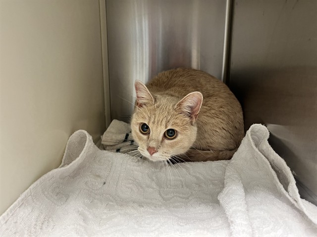 Shelter Stray Female Cat last seen Near BLOCK N MURRAY BLVD, COLORADO SPRINGS CO 80909, 610 Abbot Ln, Colorado Springs, CO 80905, USA