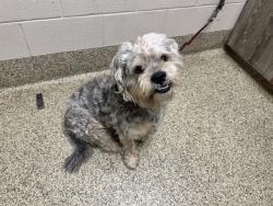 Shelter Stray Male Dog last seen Near BLOCK SWOPE AVE, COLORADO SPRINGS, CO 80909, 610 Abbot Ln, Colorado Springs, CO 80905, USA