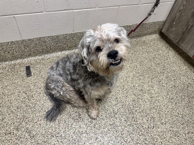 Shelter Stray Male Dog last seen Near BLOCK SWOPE AVE, COLORADO SPRINGS, CO 80909, 610 Abbot Ln, Colorado Springs, CO 80905, USA