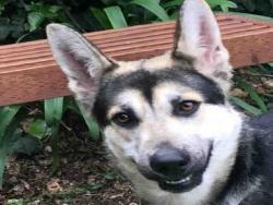 Shelter Stray Female Dog last seen , 1590 Fortmann Way, Alameda, CA 94501, USA