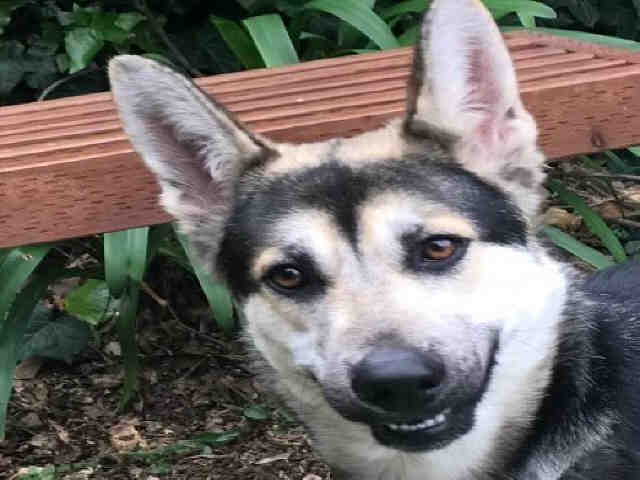 Shelter Stray Female Dog last seen , 1590 Fortmann Way, Alameda, CA 94501, USA